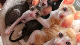 Cats cute kittens Cornish Rex [upl. by Aliahs]