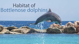 What Kind of Habitat does a Bottlenose Dolphin Live in [upl. by Joette]