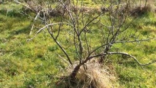 Johannisbeeren Schneiden im Garten und Setzling nehmen Die SelberMacher DiY [upl. by Jacky]