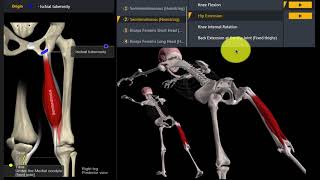 Functie van de Hamstring [upl. by Damien]