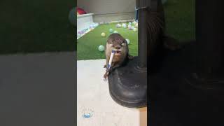 Child Otter Learns to Brush His Teeth shorts [upl. by Htenek229]