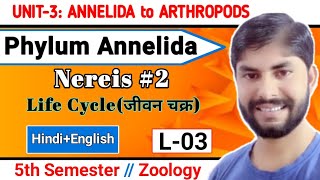 🔴Live at 9pm।।Bsc 5th sem zoologyNereis Life cycleReproduction in nereisAtok and epitok [upl. by Ahtreb]