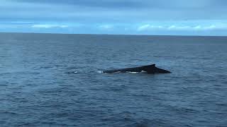 Swimfree Hawaii  Humpbacks visit us at our mooring spot [upl. by Simaj240]