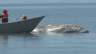 Crews tow 40foot whale found dead off Bay Area coast for examination [upl. by Thorny]