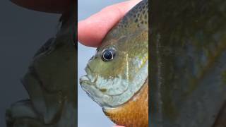 LOOK AT THE SIZE OF THIS BLUEGILL minnesota fishing bluegill fish spring giant bull [upl. by Catina]