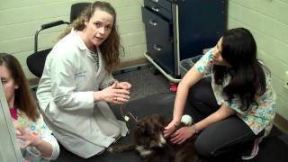 Canine Hearing Test at UCs FETCHLAB [upl. by Aninaj]