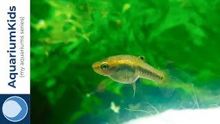 Least Killifish Heterandria formosa swimming while giving birth 4K UHD [upl. by Mainis]