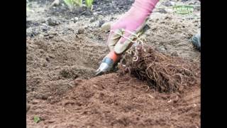 How to Plant Astilbe [upl. by Granlund]