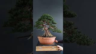 Bonsai taxus baccata [upl. by Archie]