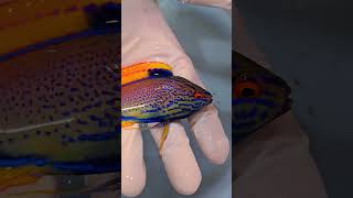 Lineatus Wrasse 🐠 fish aquarium beautiful shorts [upl. by Chuck]