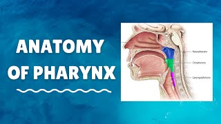 Introduction to Anatomy of Pharynx [upl. by Clarkin440]