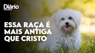 Saiba tudo sobre o cachorro maltês curiosidades origem e cuidados [upl. by Juline]