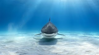 Biggest Sharks and Most Dangerous Ones Documentary Full HD 1080p [upl. by Ahseinaj]