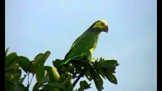 Yellowfaced Parrot [upl. by Gualterio]