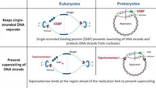 Eukaryotic vs Prokaryotic DNA Replication [upl. by Noyr]