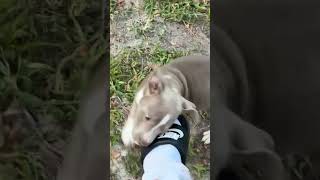 Anybody need a pit bull blue nose full blooded come get them they are chewing up everythingdoglover [upl. by Chase600]