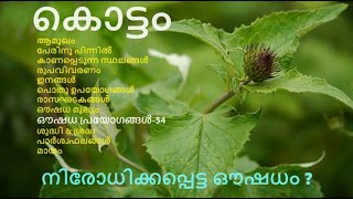 കൊട്ടം  വെള്ള കൊട്ടം  Costus  Asteraceae  Compositae  Saussurea lappa  Saussurea costus [upl. by Oliva]