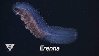 Weird and Wonderful The fisheating siphonophore Erenna [upl. by Sorazal]