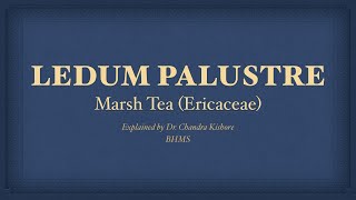 Ledum Palusture  Allen’s Keynotes  Well Explained [upl. by Dunham620]