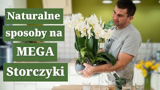 8 sposobów na piękne storczyki Jak pielęgnować storczyki by rosły jak szalone [upl. by Rafael]