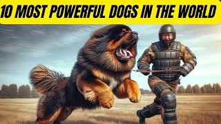 Beware 10 Dogs With Unmatched Power and Strength [upl. by Attelrahs]