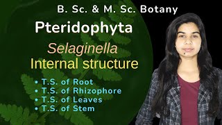 Pteridophyta  Selaginella  Internal structure  Botany  B Sc amp M Sc [upl. by Murdocca]