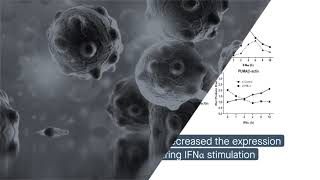 PMLII regulates ERK and AKT signal activation and IFNαinduced cell death [upl. by Asnarepse]