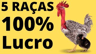 5 RAÇAS de FRANGO CAIPIRA PARA ABATE que dão mais DINHEIRO Saiba onde comprar [upl. by Yelkcub695]