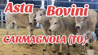 ASTA BOVINI CARMAGNOLA TO piemonte [upl. by Janine]