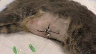 Abdominocentesis and intraabdominal pressure measurement in small animals [upl. by Colwin]