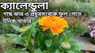 Calendula গাছ প্রচুর ঝাড় ও ফুল পেতে টনিক খাবার CalendulaCare FlowerGarden GardeningTips [upl. by Nirel]