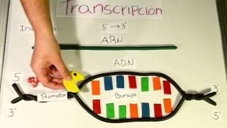 Transcripción del ADN Maduracion ARNm accion inhibidores de transcripcion [upl. by Livia819]