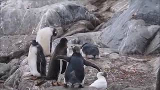 Gentoo Feeding Chick and Sheathbill [upl. by Rafaj]