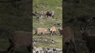 Young Ibex Playing [upl. by Eisor]