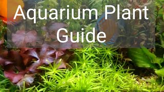 Aquarium Plant Guide Heteranthera zosterifolia [upl. by Sinai191]