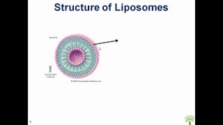 Liposomes A Novel Drug Delivery System [upl. by Errick]