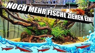 Noch mehr Fische ziehen in das 270 liter Aquascape Aquarium ein [upl. by Yonina]