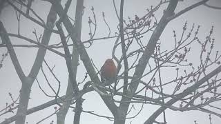 Red Crossbill Type 12 Nottingham County Park Chester County PA 2262023 [upl. by Valentin]