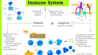 Pathology 33 Immune system Innate ampAdaptive Immunity  Difaaca jidhka lagu dhasho iyo kalakasbado [upl. by Aij]