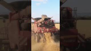 Ernte XXL 7️⃣ Case IH Axial Flow 9250 im Einsatz 🤩 🌾💪 agriculture combine farming [upl. by Anahsed35]