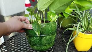 How to Propagate Pothos Cuttings and Vines in Soil [upl. by Bickart]