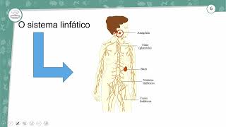 431  HISTOLOGIA ANIMAL – TECIDO CONJUNTIVO III  BIOLOGIA  1º ANO EM  AULA 4312024 [upl. by Talbott]