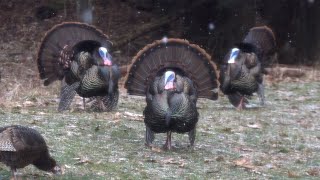 Spring Gobbler Opening Day Turkey Hunting 2021 Pennsylvania  Shirt Tail Chronicles Andrews Miss [upl. by Esyle135]