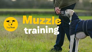 How to train your dog to wear a muzzle  Dogs Trust [upl. by Northway89]