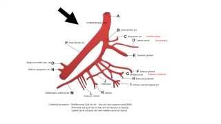 INTERNAL ILIAC ARTERY AND ITS BRANCHES [upl. by Eahsat]