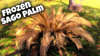 Sago Palm Pruning After Winter Damage 🌴 Cycas Revoluta [upl. by Latin494]