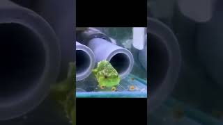 Rate baby lumpfish cuteness level from 110 🥺❤️ aquarium cute animals fish fishtank [upl. by Elad]