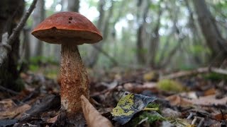 Orange capped boletes Leccinum versipelle and Leccinum aurantiacum [upl. by Calista604]