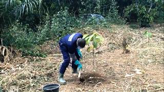 Fertilizer Application on cocoa farm [upl. by Airrat]