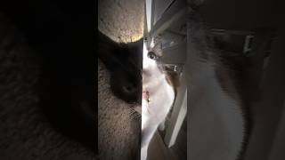 that’s the question 🤔⁉️ edit cat catcute viralvideo fyp shorts youtubeshorts [upl. by Nofpets751]